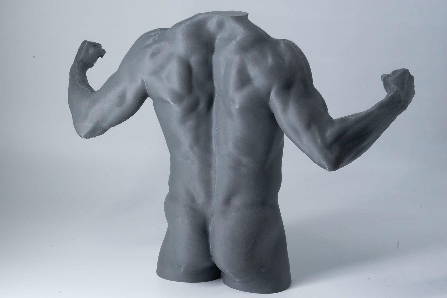 Gray muscular mannequin torso on a white background