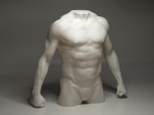 Male torso anatomy sculpture for artists. Figure drawing reference model for studying chest, abdominal structure, and proportion.