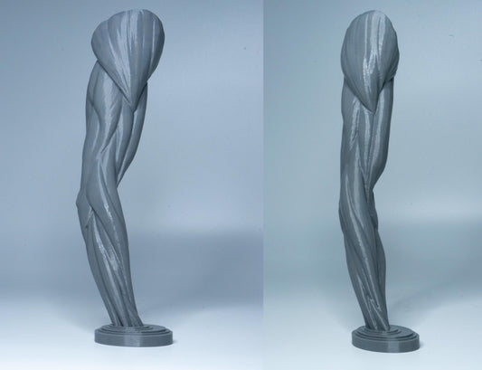 Arm anatomy model for artists. Muscular study sculpture showing human arm muscles for drawing, anatomy training, and studio reference.