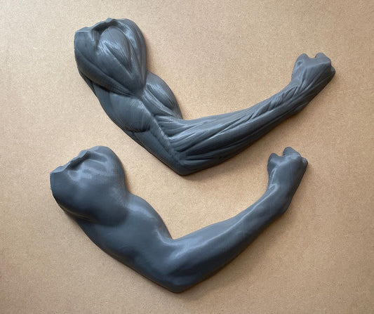 Wall-mounted arm anatomy model for artists. Muscle reference sculpture for studying arm structure, form, and surface anatomy.